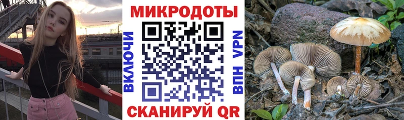 Галлюциногенные грибы Psilocybe  даркнет сайт  Ветлуга 